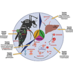 Malaria’s molecular dance: Mechanism, t ...