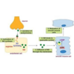 Microcirculation and cardiovascular risk: ...