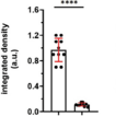 Selection of high-affinity single-chain ...