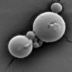 Coating methotrexate-PLGA nanoparticles ...